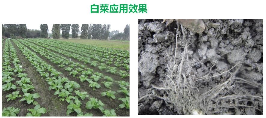 氨基寡糖素 - 植物的免疫衛(wèi)士，根結(jié)線蟲的克星