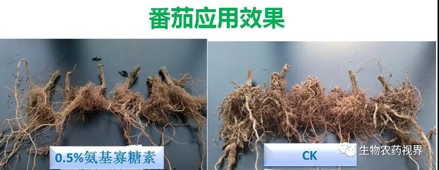氨基寡糖素 - 植物的免疫衛(wèi)士，根結(jié)線蟲的克星