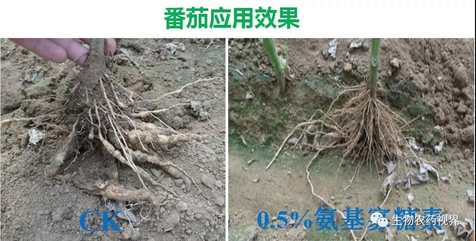 氨基寡糖素 - 植物的免疫衛(wèi)士，根結(jié)線蟲的克星