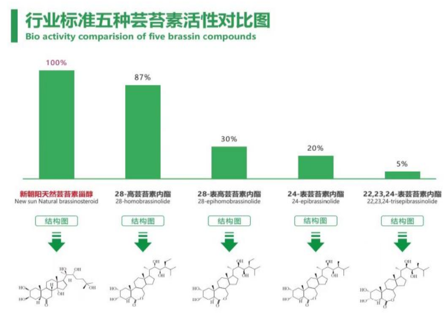 小麥拌種選新朝陽天然蕓苔素，讓小麥高產(chǎn)贏在起跑線上！（小麥在什么時候用蕓苔素效果最佳）