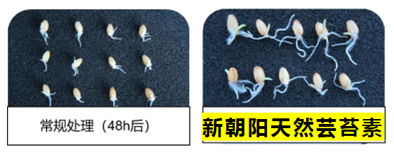 小麥拌種選新朝陽天然蕓苔素，讓小麥高產(chǎn)贏在起跑線上?。ㄐ←溤谑裁磿r候用蕓苔素效果最佳）