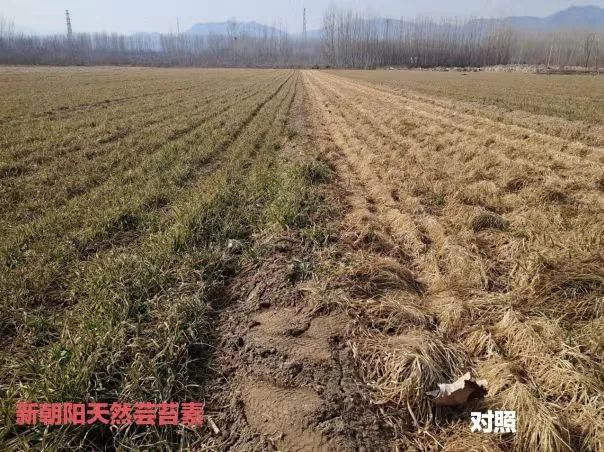 小麥拌種選新朝陽天然蕓苔素，讓小麥高產(chǎn)贏在起跑線上?。ㄐ←溤谑裁磿r候用蕓苔素效果最佳）