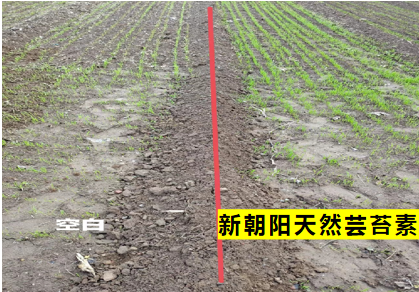 小麥拌種選新朝陽天然蕓苔素，讓小麥高產(chǎn)贏在起跑線上！（小麥在什么時候用蕓苔素效果最佳）